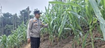 Polsek Minas Cek Perkembangan Jagung Pipil di Minas Jaya, Tanaman Usia 43 Hari Tumbuh Subur
