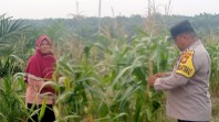 Polsek Minas Cek Perkembangan Jagung Pipil Usia 75 Hari, Hama Monyet Jadi Kendala