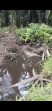 Yayasan MAPELHUT JAYA Desak DLH Rokan Hulu Turun Tangan, Aliran Sungai Ibur di Teluk Aur Hitam Pekat Diduga Tercemar Limbah PKS PT KSM