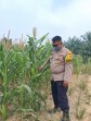 Bhabinkamtibmas Rantau Bertuah Cek Jagung Pipil Usia 68 Hari, Pertumbuhan Capai 2,1 Meter