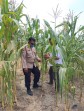Bhabinkamtibmas Polsek Minas Pastikan Jagung Pipil Usia 73 Hari di Rantau Bertuah Tumbuh Subur Meski Dalam Kondisi Cuaca Ekstrem