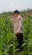 Usia 74 Hari, Jagung Pipil di Mandiangin Tumbuh Hingga 125 Cm, Terkendala Hama Monyet