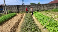 Dukung Ketahanan Pangan Nasional, Bhabinkamtibmas Desa Candirejo Ajak Warga Kembangkan Budidaya Bayam dan Kangkung
