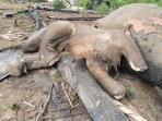 Kematian Gajah di Seblat: Alarm Keras Kegagalan Pengelolaan Hutan