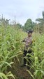 Program Ketahanan Pangan Nasional: Polsek Minas Lakukan Pengecekan Perkembangan Jagung Pipil di Kelompok Tani Sejati Usia 75 Hari