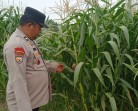 Wujud Dukungan Ketahanan Pangan Nasional, Bhabinkamtibmas Kampung Mandiangin Cek Perkembangan Jagung Pipil Usia 75 Hari