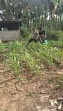Bhabinkamtibmas Polsek Minas Cek Perkembangan Jagung Program Ketahanan Pangan di Minas Jaya, Tanaman Tumbuh Subur