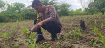 Bhabinkamtibmas Polsek Minas Pantau Perkembangan Jagung Pipil Usia 25 Hari di Minas Barat, Tumbuh Subur di Lahan Setengah Hektare