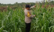 Jagung Pipil di Mandiangin Tumbuh hingga 120 Cm, Polsek Minas Pantau Program Ketahanan Pangan Nasional