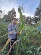 Bhabinkamtibmas Polsek Minas Cek Perkembangan Jagung Pipil Usia 101 Hari di Rantau Bertuah