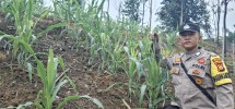 Polsek Minas Pantau Perkembangan Jagung Pipil di Area Agro Wisata Telago, Tanaman Usia 37 Hari Tumbuh Subur