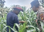 Jagung Ketahanan Pangan di Minas Tumbuh Baik, Polsek Minas Pastikan Perawatan Terus Berjalan