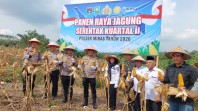 Panen Raya Jagung di Minas Perkuat Ketahanan Pangan, Polres Siak dan Warga Tunjukkan Sinergi Nyata