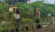 Polsek Pasir Penyu Dampingi KWT Bingke Kamboja, Kebun Pekarangan Produktif Jadi Penguat Ketahanan Pangan