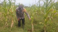 Memasuki Musim Kemarau, Polsek Koto Gasib Intensifkan Monitoring Ketahanan Pangan