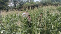 Polsek Minas Cek Perkembangan Jagung Pipil Program Ketahanan Pangan di Rantau Bertuah