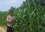 Usia 41 Hari, Jagung Pipil Seluas 1,5 Hektare di Rantau Bertuah Tumbuh Baik