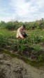 Polsek Minas Pantau Perkembangan Jagung Pipil di Kampung Mandiangin, Tanaman Tumbuh Subur di Lahan Tumpang Sari Seluas 1 Hektare
