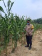 Bhabinkamtibmas Rantau Bertuah Cek Perkembangan Jagung Pipil, Dukung Ketahanan Pangan Nasional