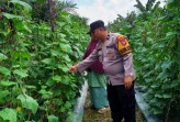 Bhabinkamtibmas Desa Jatirejo Dukung Program Ketahanan Pangan Nasional Melalui Pendampingan Petani Timun