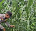 Bhabinkamtibmas Polsek Minas Cek Perkembangan Jagung Program Ketahanan Pangan Nasional di Kelurahan Minas Jaya