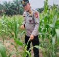 Dicek Wakapolsek Minas, Jagung Pipil di Rantau Bertuah Tumbuh Subur