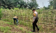 Bhabinkamtibmas Polsek Pasir Penyu Ajak Warga Kembangkan Budidaya Pare, Lahan Pekarangan Jadi Penopang Ketahanan Pangan