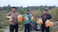Polsek Minas Panen Jagung Pipil Kuartal II, Dukung Ketahanan Pangan Nasional
