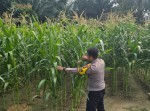 Bhabinkamtibmas Polsek Minas Pantau Pertumbuhan Jagung Pipil Usia 65 Hari di Kampung Minas Barat