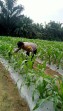 Bhabinkamtibmas Rutin Cek Perkembangan Jagung Pipil Usia 32 Hari di Kampung Mandiangin