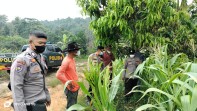 Kapolsek Minas Turun Langsung Cek Jagung Ketahanan Pangan, Usia Tanaman Capai 64 Hari