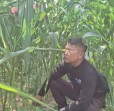 Sudah Dipupuk dan Disemprot Insektisida, Polsek Minas Pantau Jagung Ketahanan Pangan Nasional di Minas Jaya