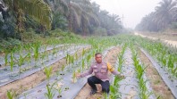 Program Ketahanan Pangan Nasional di Minas Timur Dipantau, Jagung Pipil Usia 39 Hari Tumbuh Baik