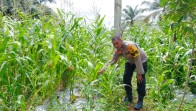 Bhabinkamtibmas Minas Timur Turun ke Lahan, Pantau Perkembangan Jagung Pipil Program Ketahanan Pangan