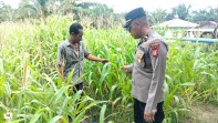 Polsek Minas Cek Perkembangan Program Ketahanan Pangan Nasional Berupa Jagung Pipil di Minas Jaya