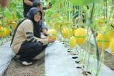 Panen Melon di Buantan Besar, Bupati Afni : Bukti nyata Dana Desa Tingkatkan PAD