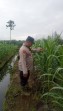 Polsek Minas Pantau Perkembangan Jagung Pipil Usia 94 Hari, Dukung Program Ketahanan Pangan Nasional