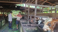 Dukung Ketahanan Pangan Nasional, Bhabinkamtibmas Sungai Lala Dorong Pengembangan Peternakan Sapi Simental dan Limosin
