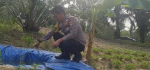 Persiapan Embung Air untuk Tanaman Jagung Pipil, Polsek Minas Dukung Ketahanan Pangan Nasional di Minas Barat