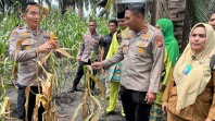 Panen Raya Jagung di Siak, Wadirbinmas Polda Riau Tegaskan Komitmen Dukung Ketahanan Pangan Nasional
