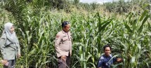 Polsek Minas Pantau Perkembangan Jagung Pipil, Tanaman Kelompok Tani Mekar Berseri di Minas Timur Tumbuh Optimal