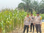 Kapolsek Minas Cek Jagung Pipil Usia 77 Hari, Tongkol Membesar Meski Diterpa Panas Ekstrem