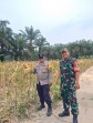 Jagung Pipil Usia 102 Hari di Rantau Bertuah Siap Panen, Polsek Minas Lakukan Pengecekan