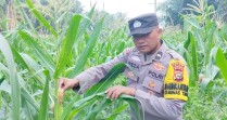 Polsek Minas Pantau Jagung Pipil Usia 67 Hari di Minas Timur, Penyiraman Berkelanjutan Jadi Fokus