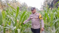 Bhabinkamtibmas Polsek Minas Cek Perkembangan Jagung Pipil Usia 63 Hari di Minas Timur, Tanaman Tumbuh Baik