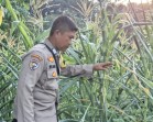 Tanaman Jagung Kuartal II di Minas Jaya Berusia 60 Hari, Sebagian Rusak Diserang Hama Monyet