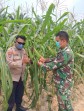 Polsek Minas Tinjau Perkembangan Jagung Poktan Dahlia Kuning, Tongkol Mulai Membesar Meski Cuaca Ekstrem