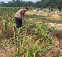 Sembilan Gajah Liar Masuk Lahan Jagung Warga Rantau Bertuah, 150 Tanaman Rusak