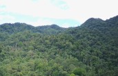 95 Persen Tutupan Lahan Masih Hutan, Mengapa Status Hutan Lindung Bukit Sanggul Diturunkan?