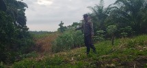 Bhabnkamtibmas Polsek Minas Tinjau Lahan Jagung Pipil 1/3 Hektare di Minas Barat, Dukung Program Ketahanan Pangan